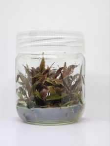 Cryptocoryne tonkinensis SAKSI