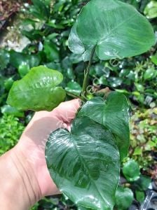 Anubias barteri broad leaf Dev Boy ADET