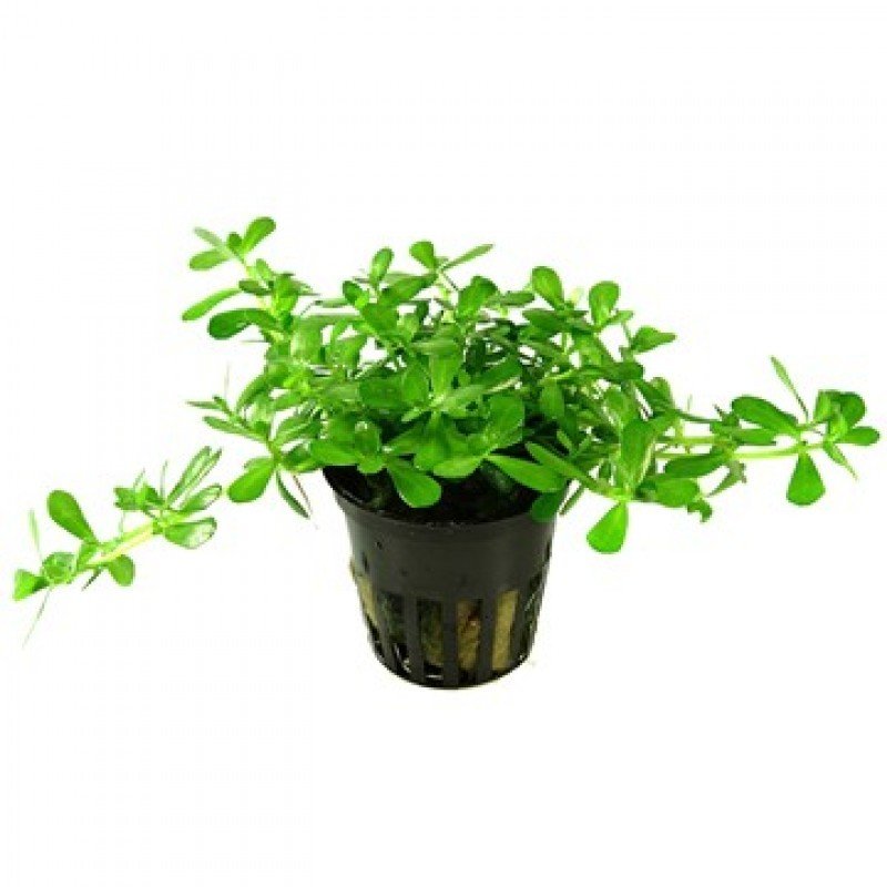 Bacopa compact İTHAL BUKET