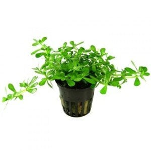 Bacopa compact İTHAL BUKET