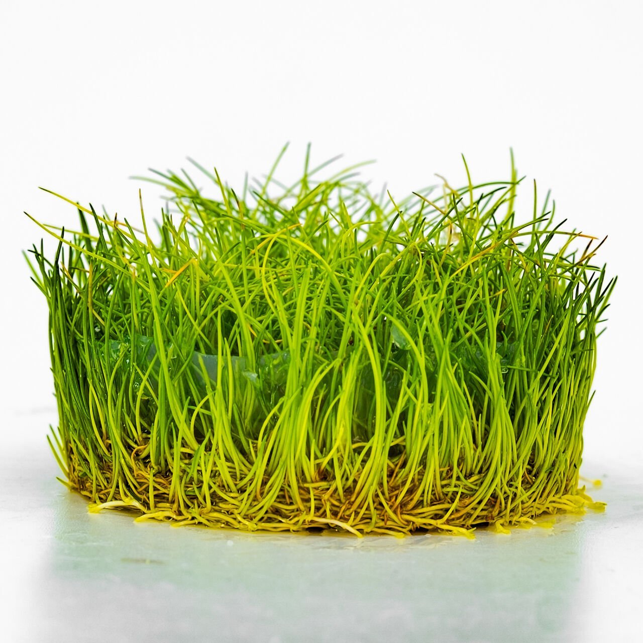 Eleocharis parvula mini IN VITRO CUP