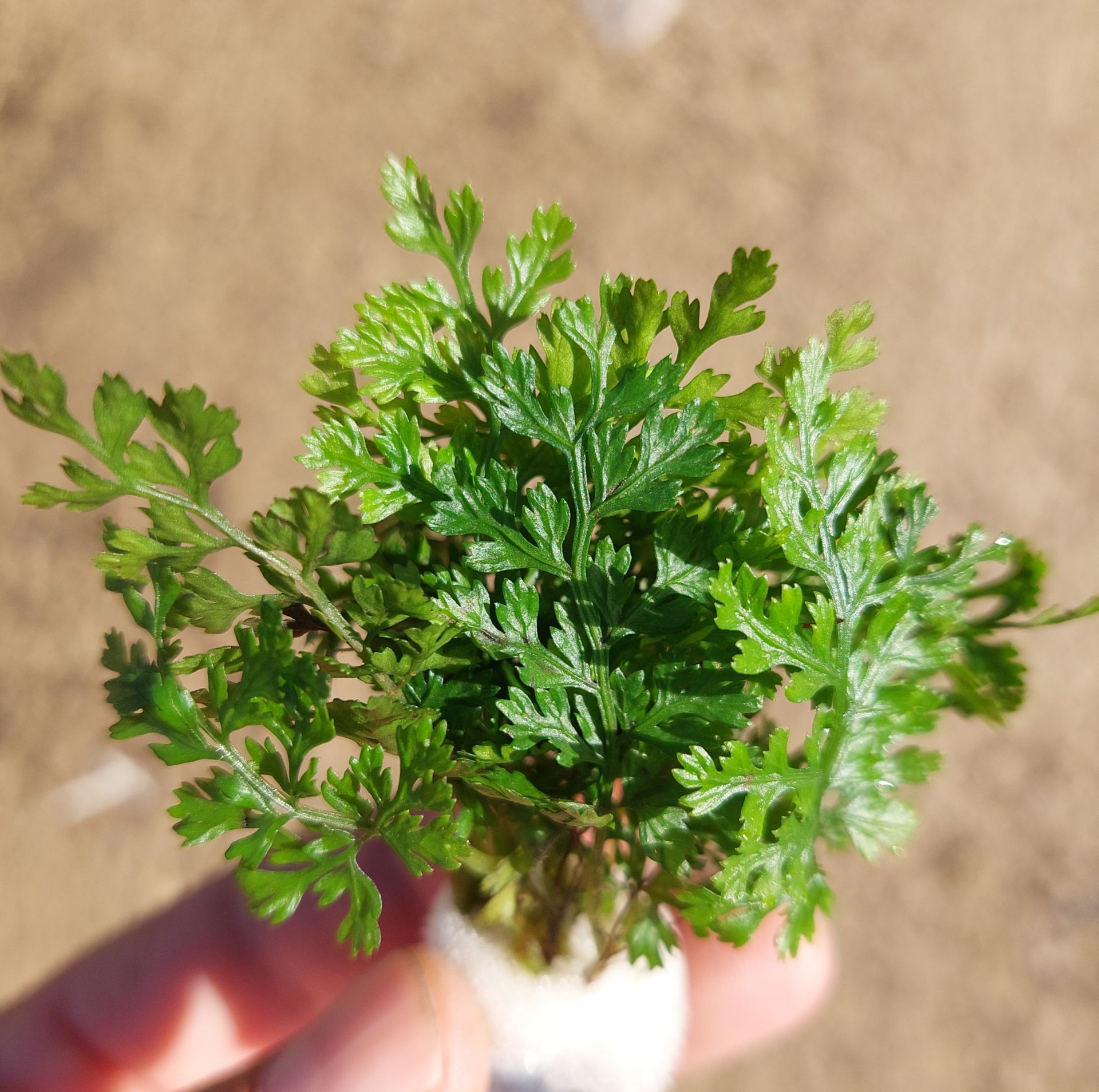 Bolbitis difformis TABAKA