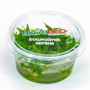 Staurogyne repens IN VITRO CUP