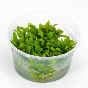 Staurogyne repens IN VITRO CUP