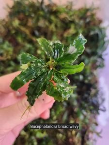 Bucephalandra broad wavy ADET
