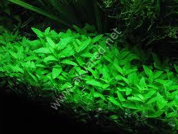 Staurogyne repens IN VITRO CUP