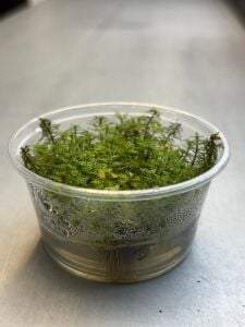 Myriophyllum aquaticum roraima IN VITRO CUP