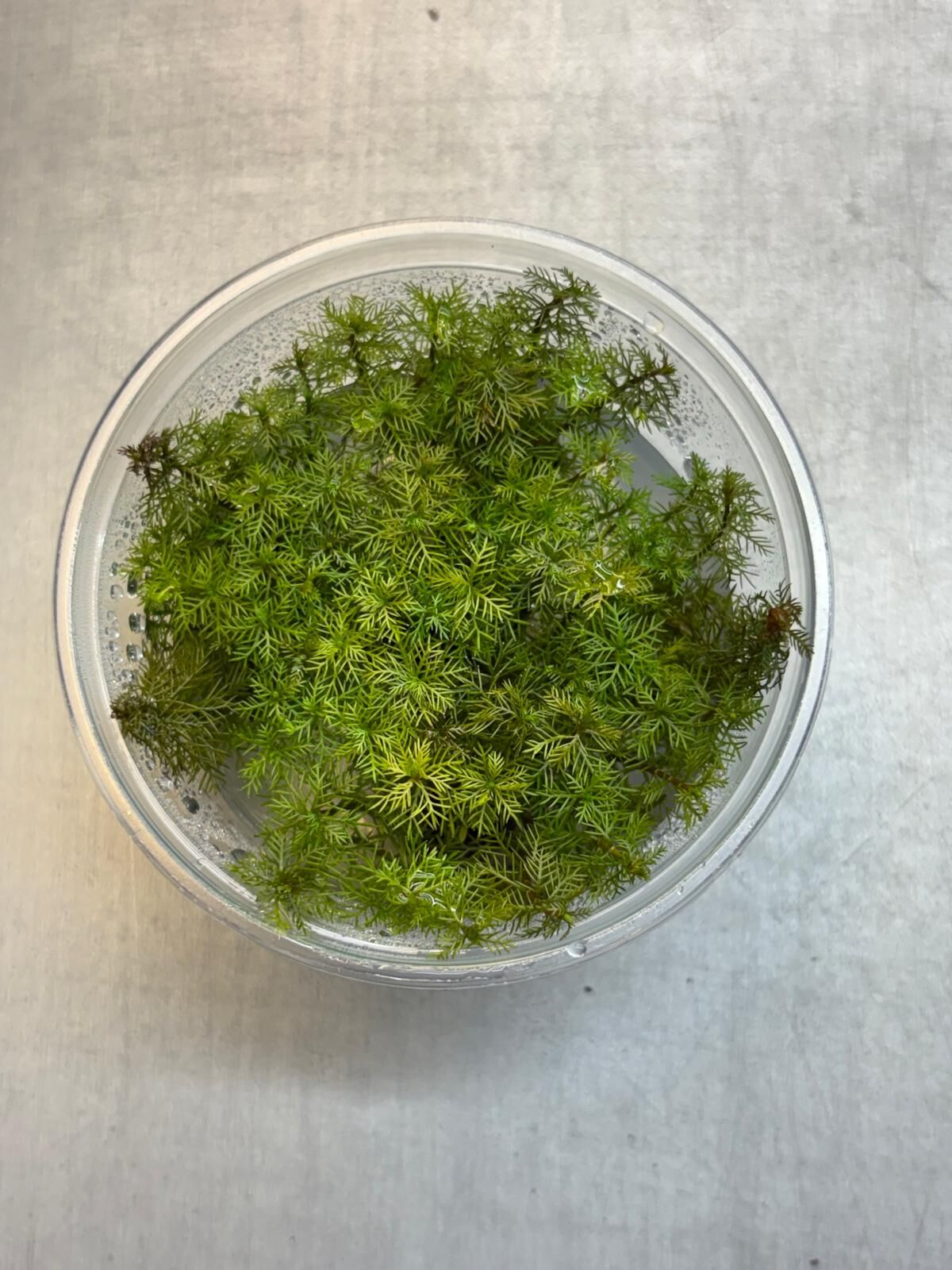 Myriophyllum aquaticum roraima IN VITRO CUP