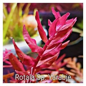 Rotala yerabje  IN VITRO CUP