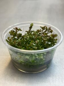 Rotala yerabje  IN VITRO CUP