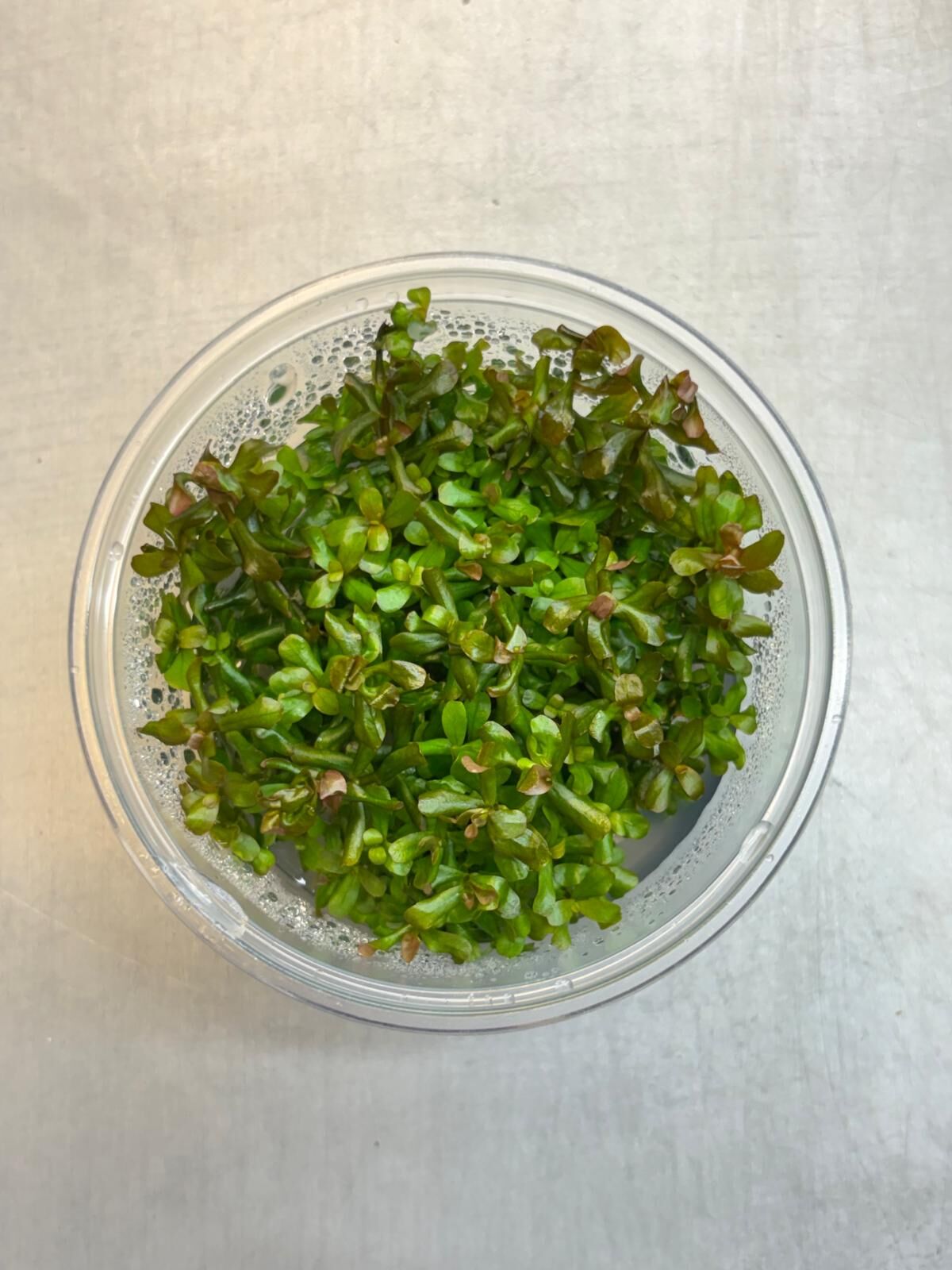 Rotala yerabje  IN VITRO CUP
