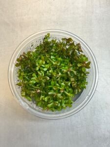 Rotala yerabje  IN VITRO CUP