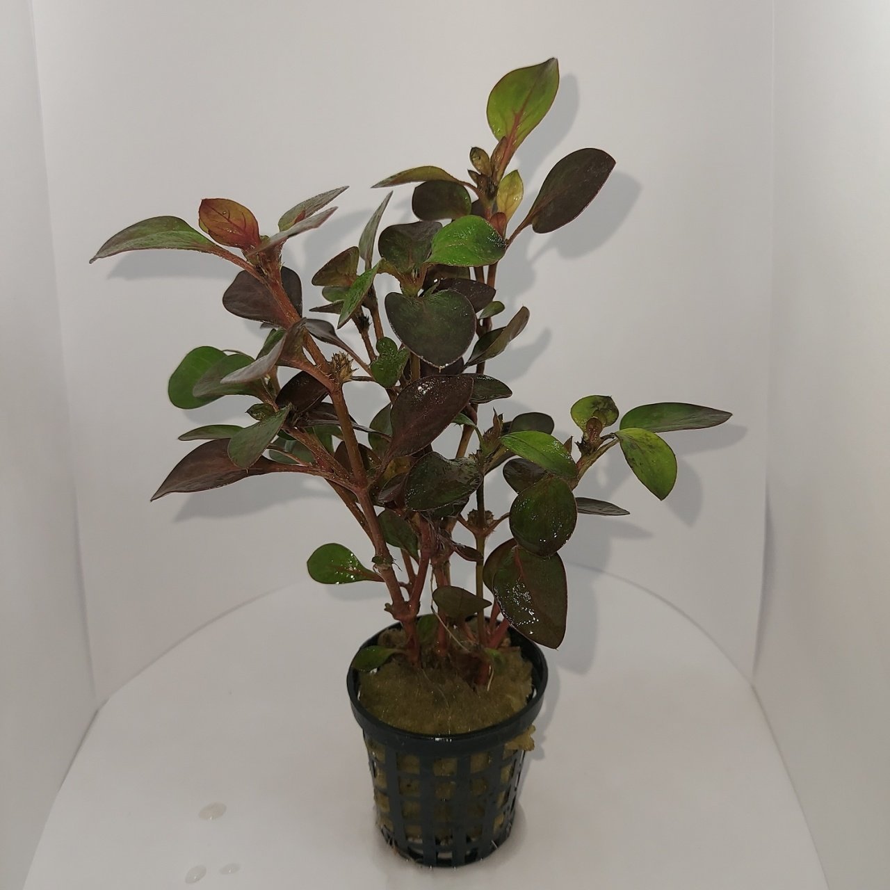 Alternanthera water rose SAKSI