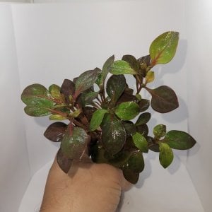 Alternanthera water rose SAKSI