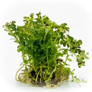 Rotala bossi EXVITRO