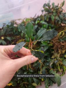 Bucephalandra theia from sekadau ADET