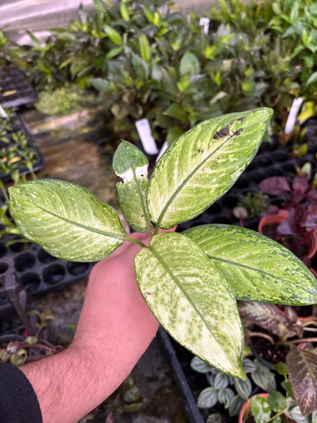 Dieffenbachia seguine ADET İTHAL
