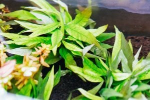 Hygrophila angustifolia rubra SAKSI