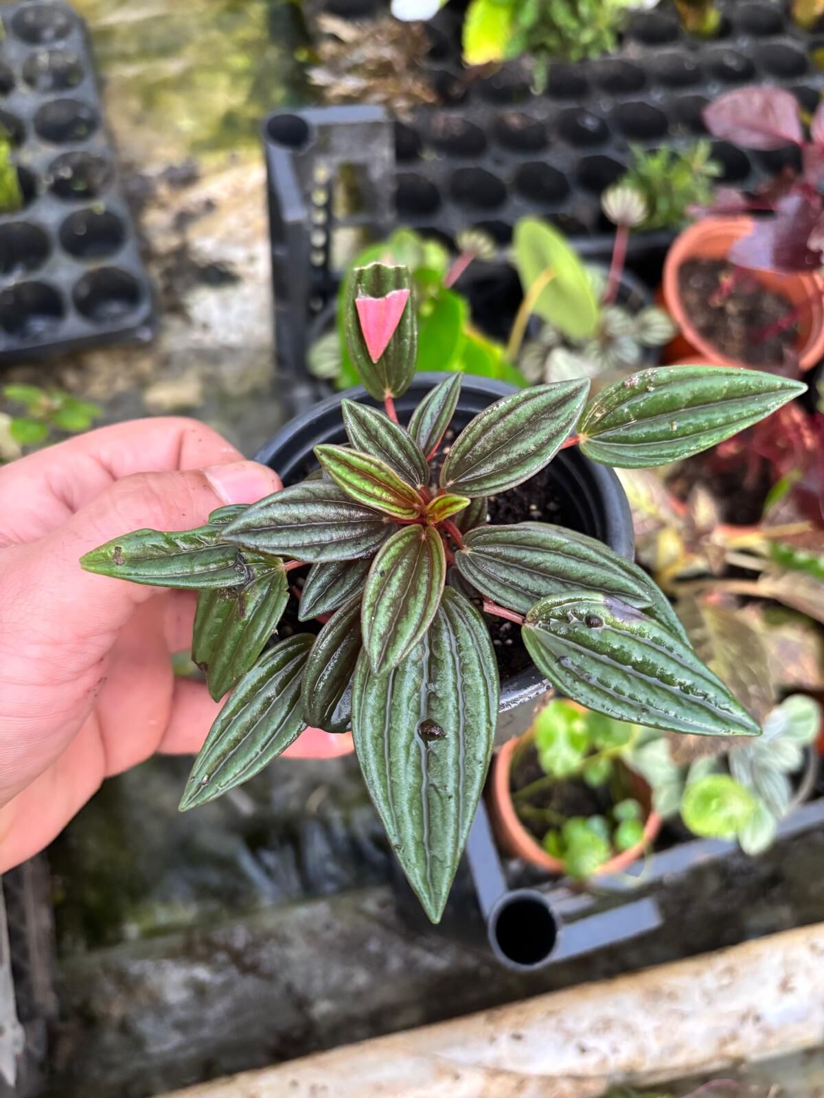 Peperomia caperata ADET İTHAL