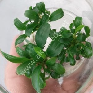 Homalomena sekadau south İTHAL BUKET