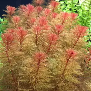 Myriophyllum tuberculatum SAKSI