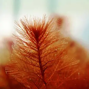 Myriophyllum tuberculatum SAKSI