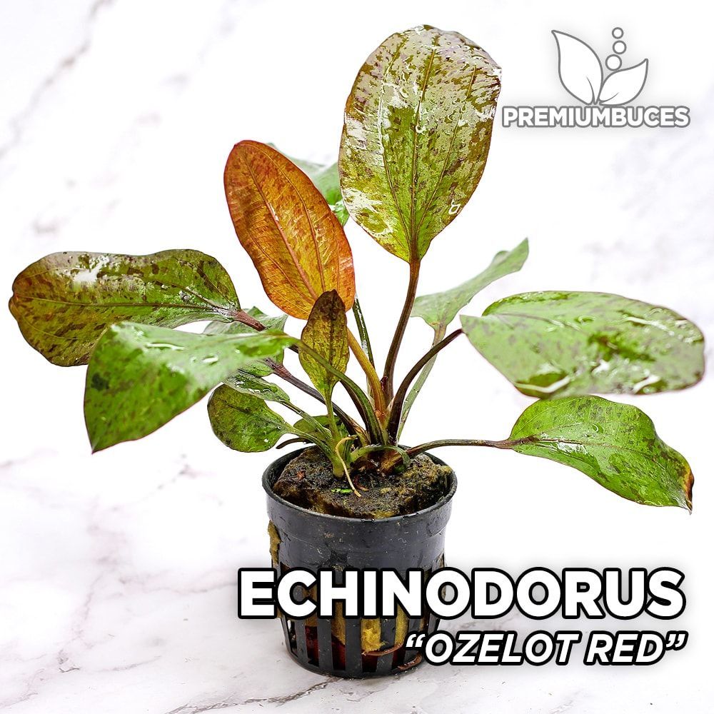 Echinodorus ozelot red SAKSI