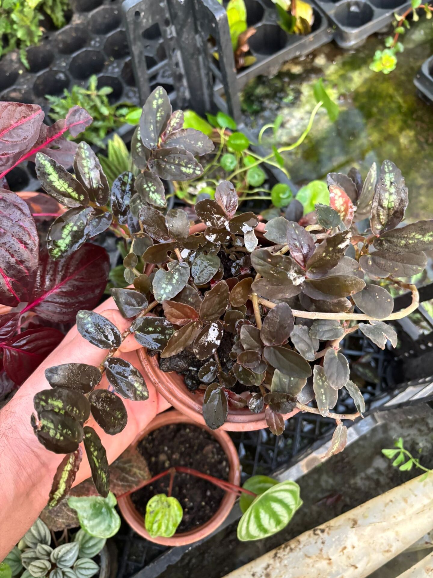 Procris repens ADET İTHAL