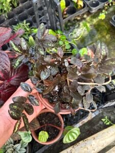 Procris repens ADET İTHAL