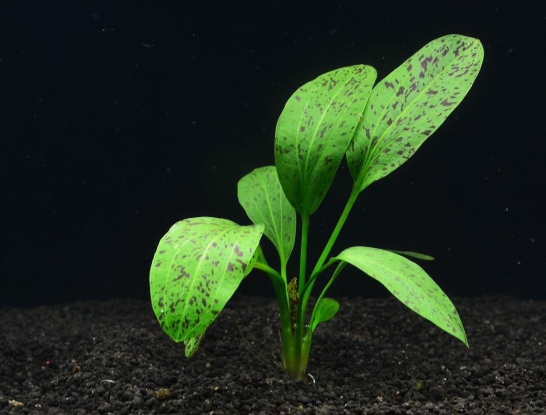 Echinodorus ozelot green SAKSI