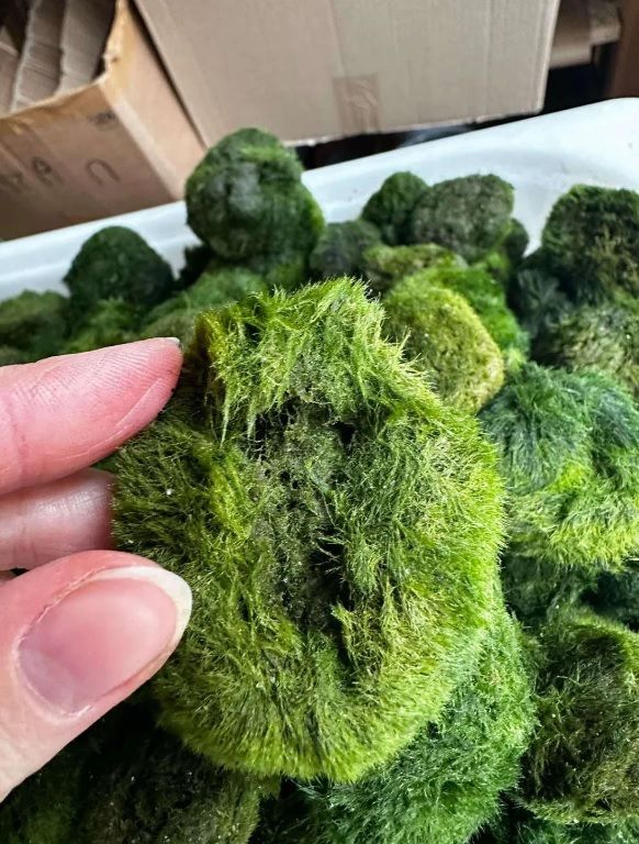 Marimo Moss Ball KIRIK (PARÇALANMIŞ) 250 GRAM