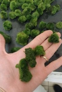 Marimo Moss Ball KIRIK (PARÇALANMIŞ) 250 GRAM