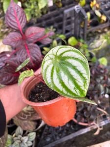 Peperomia argyraea ADET İTHAL