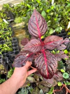 Iresine diffusa ADET İTHAL