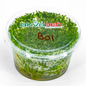 Bacopa australis IN VITRO CUP