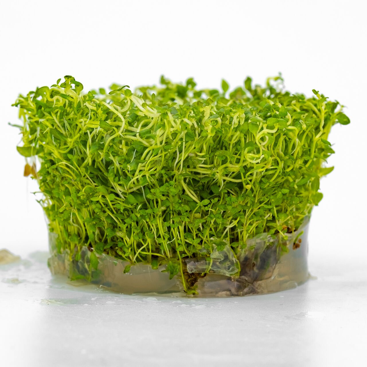 Bacopa australis IN VITRO CUP