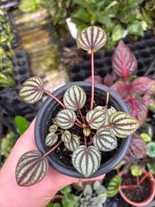 Peperomia albovittata ADET İTHAL