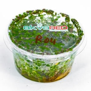 Rotala ceylon IN VITRO CUP