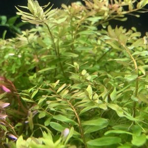 Rotala ceylon IN VITRO CUP
