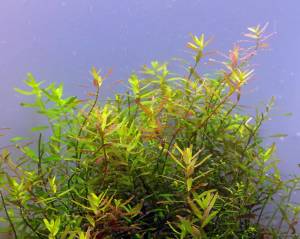 Rotala ceylon IN VITRO CUP