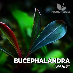 Bucephalandra paris ADET