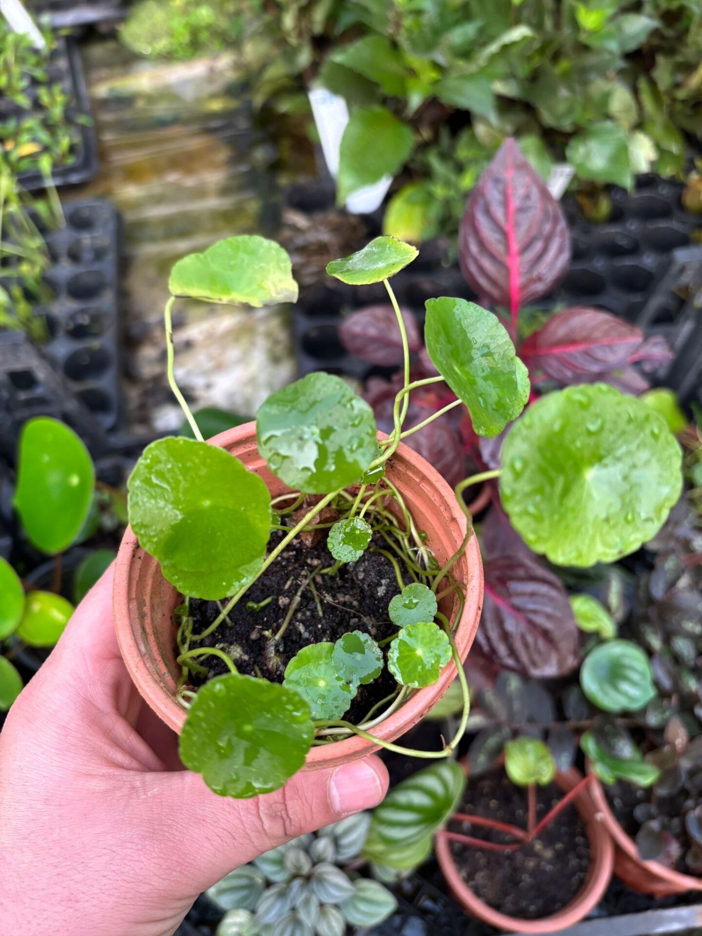 Centella asiatica ADET İTHAL