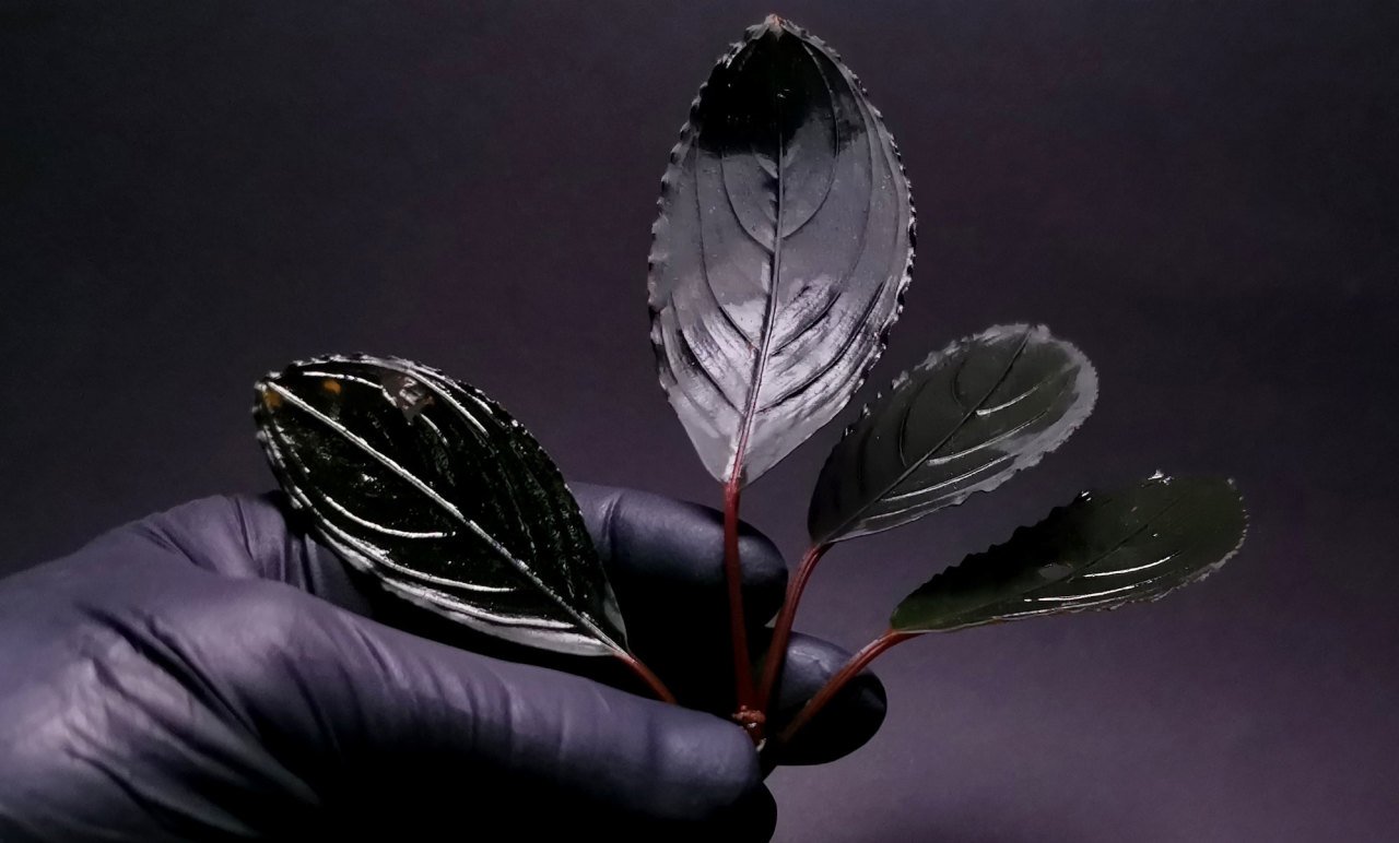 Bucephalandra skeleton king ADET