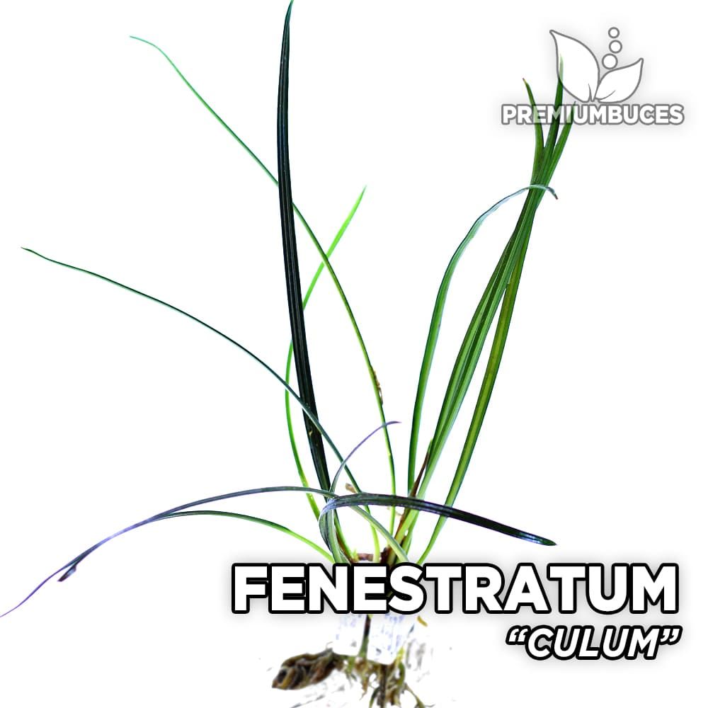 Fenestratum culum ADET