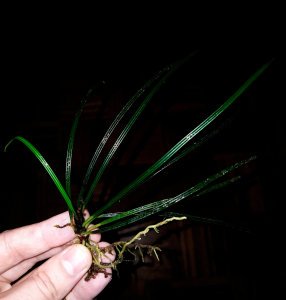 Fenestratum culum ADET