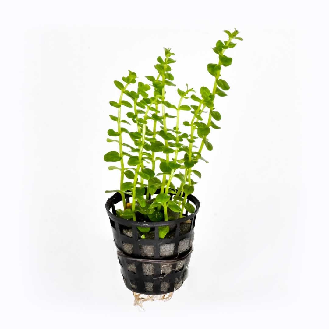 Rotala rotundifolia green İTHAL BUKET