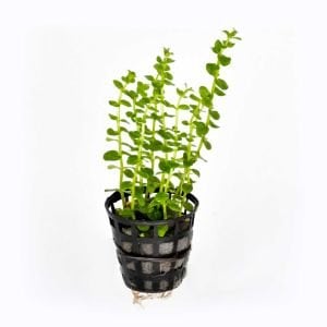 Rotala rotundifolia green İTHAL BUKET