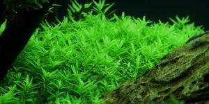 Rotala rotundifolia green İTHAL BUKET