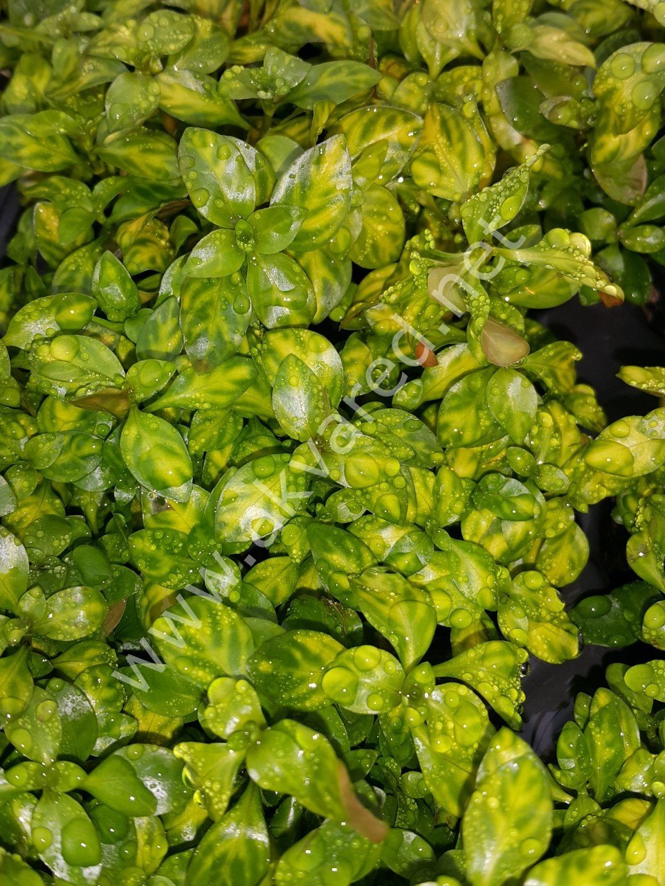 Ludwigia atlantis IN VITRO CUP