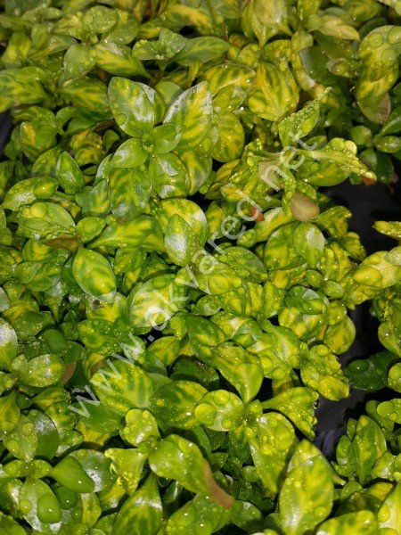 Ludwigia atlantis IN VITRO CUP